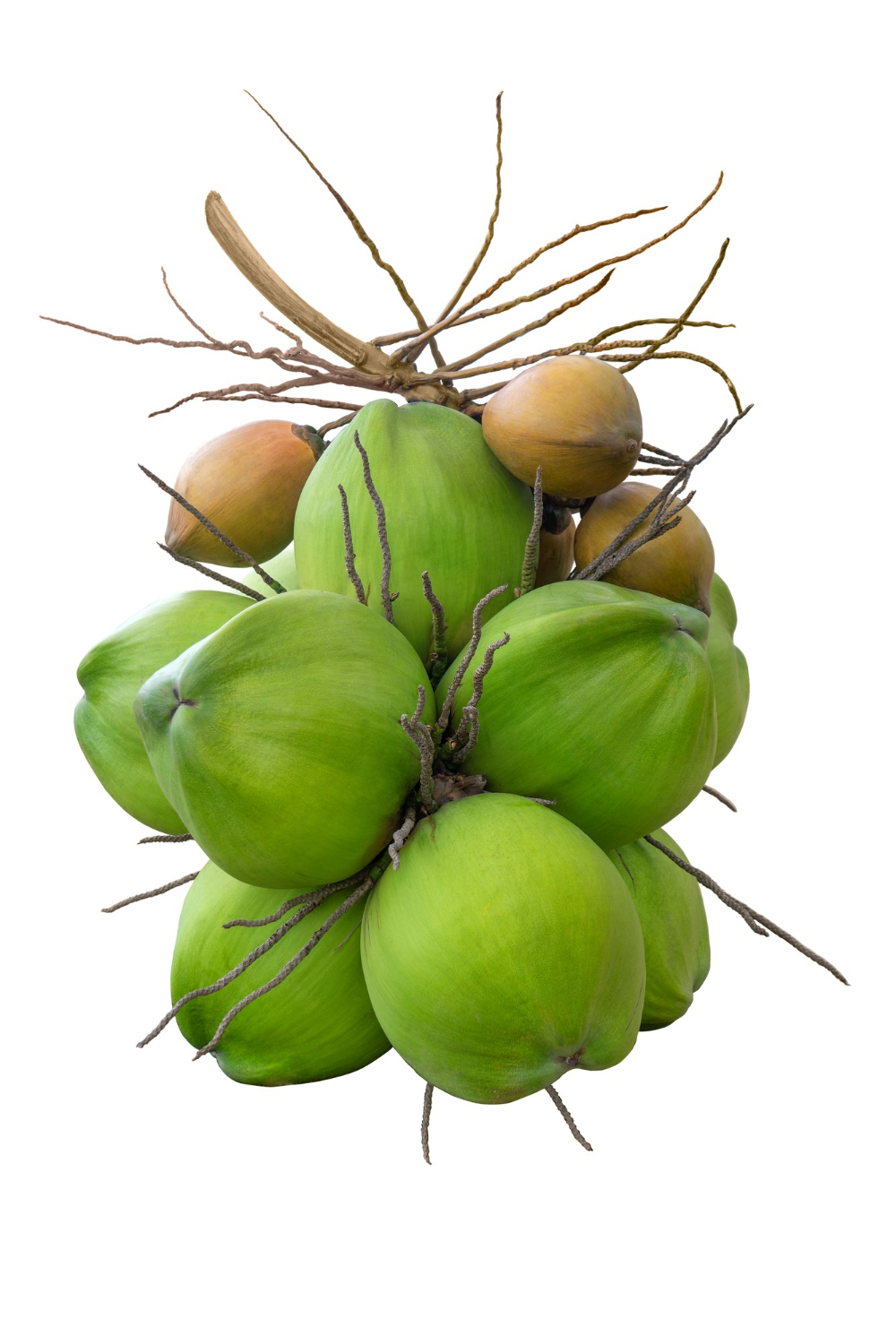 Racimo de cocos verdes frescos